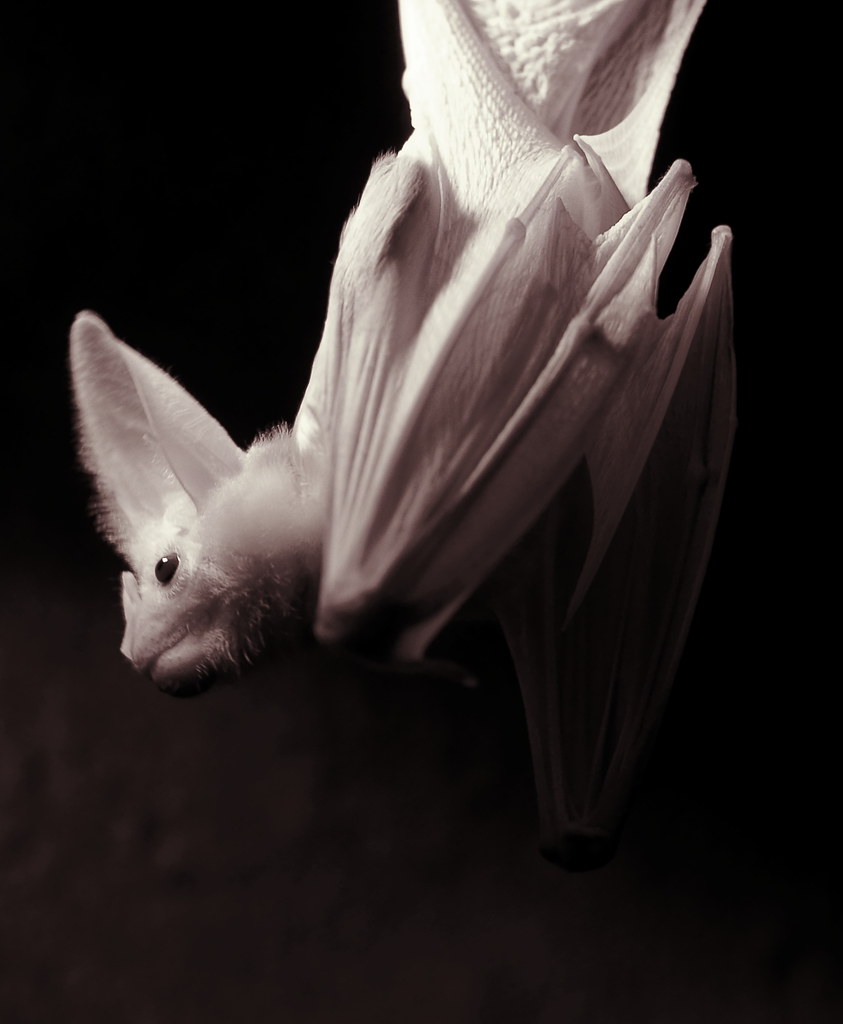 Ghost bat (Macroderma gigas) A ghost bat in the Nocturnal … Flickr