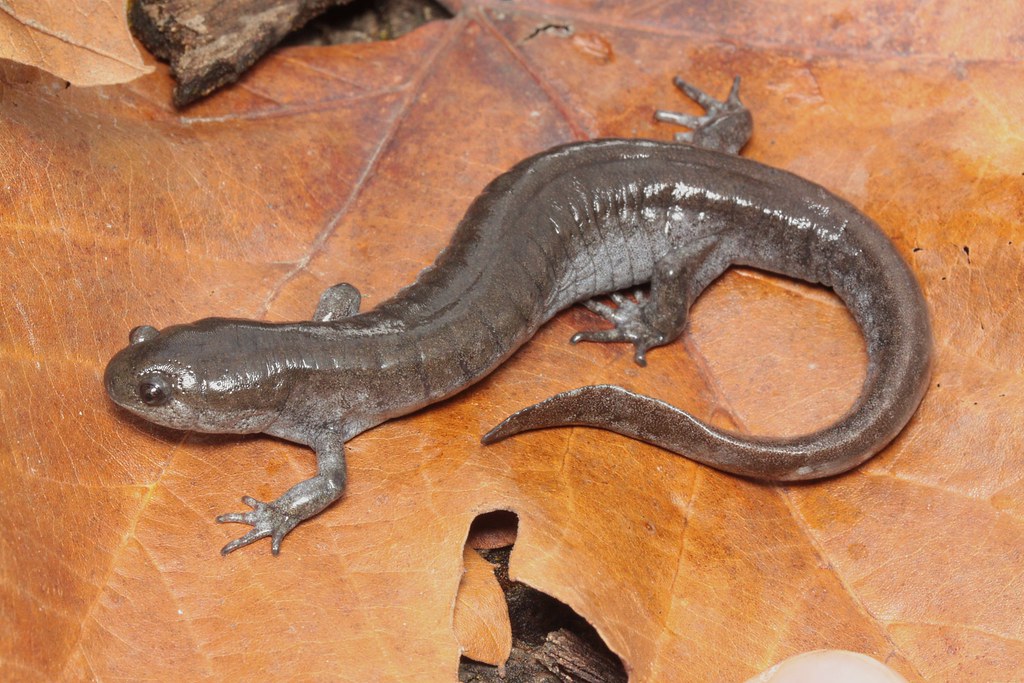 Ambystoma texanum Smallmouth salamander KY Henderson Co. Jason