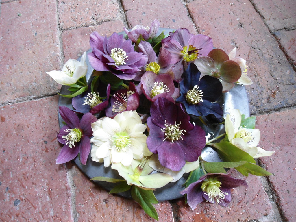 Selection of Hellebores from Rosemary Alexander's garden Flickr