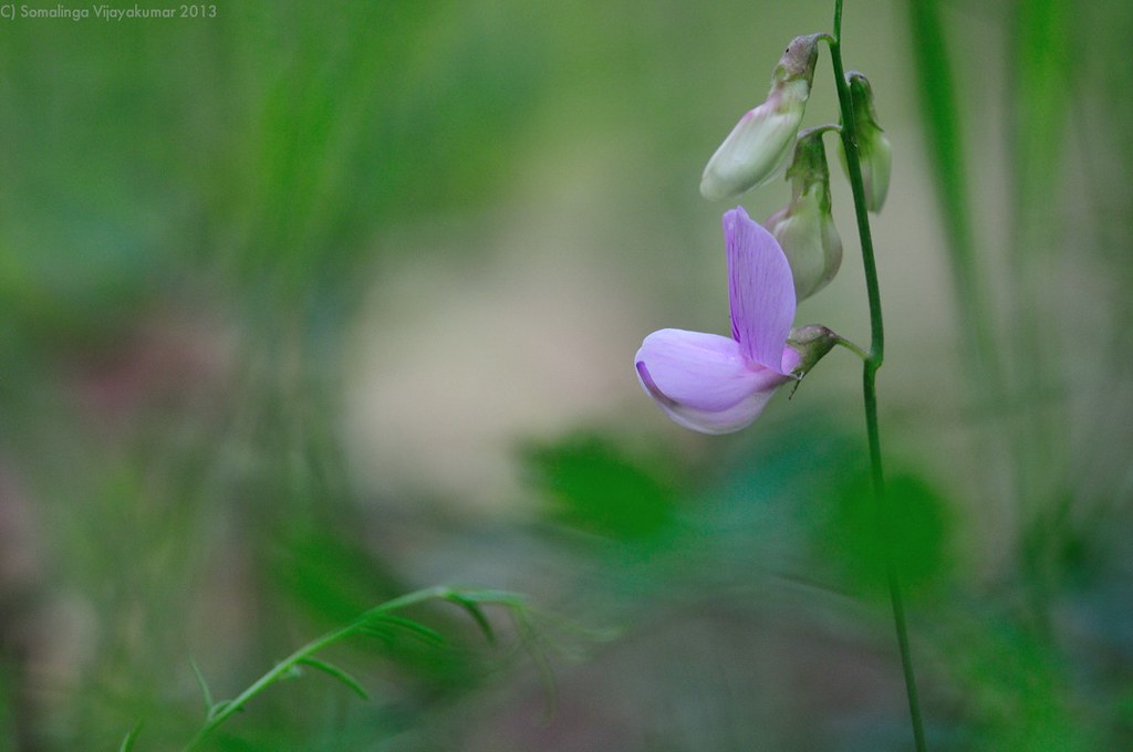 El Lotus In Spanish at Eddie Moss blog