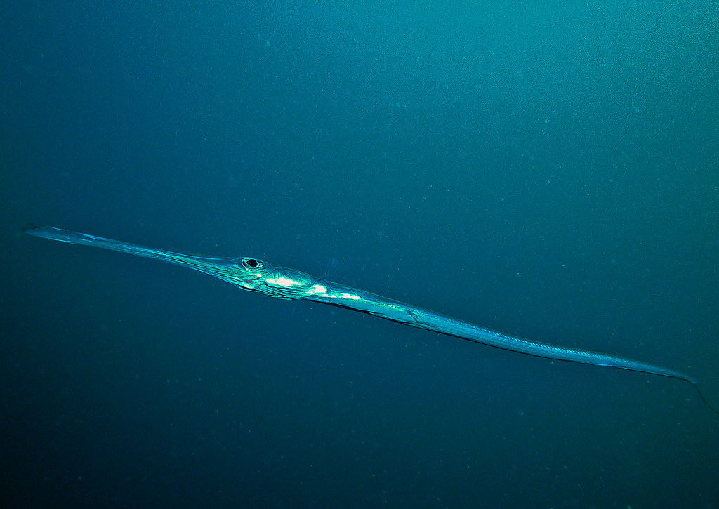 Flute Fish SeaLife DC1400 Heron island Bill Flickr