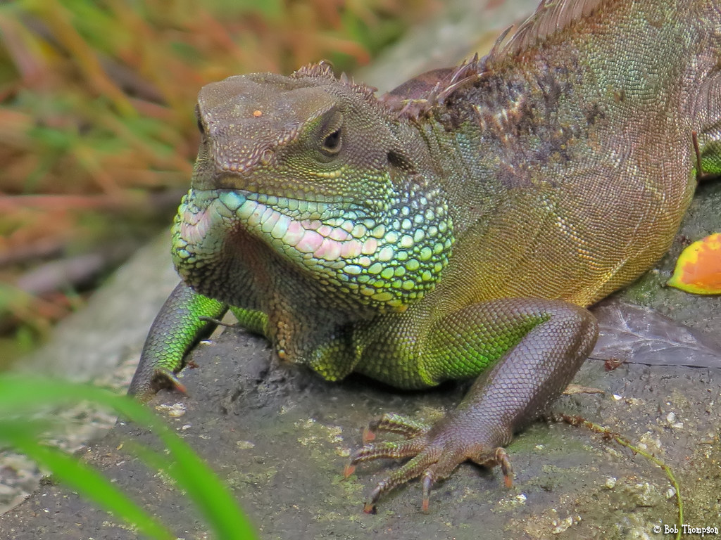 Chinese Water Dragon (Physignatus cocincinus) IMG_1878ff2x… Flickr