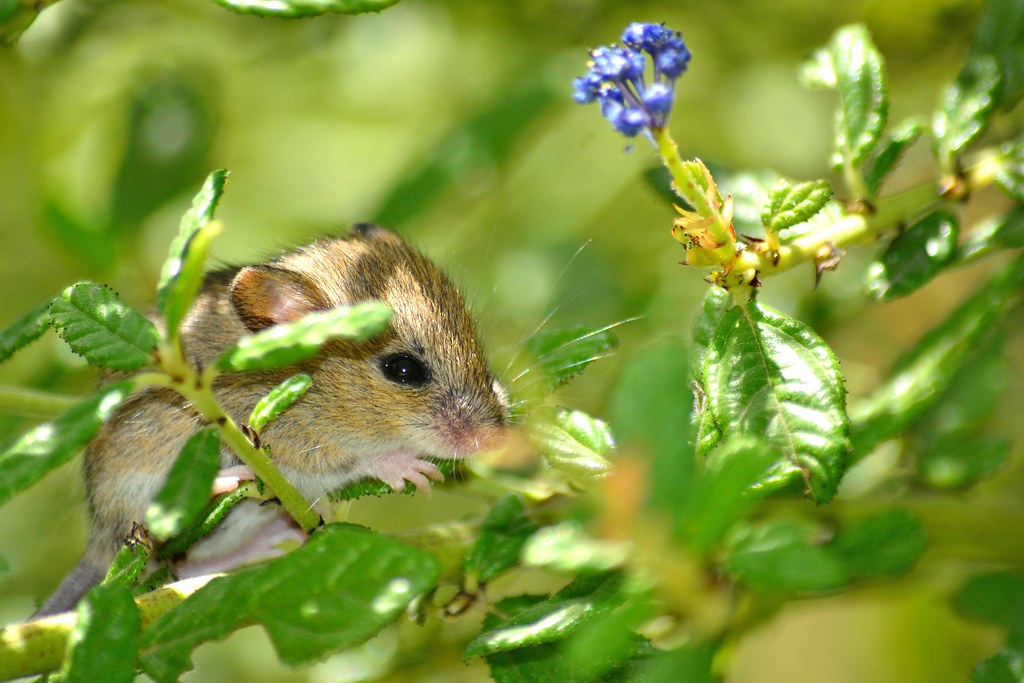 White Footed Deer Mouse This is a baby. You can't tell