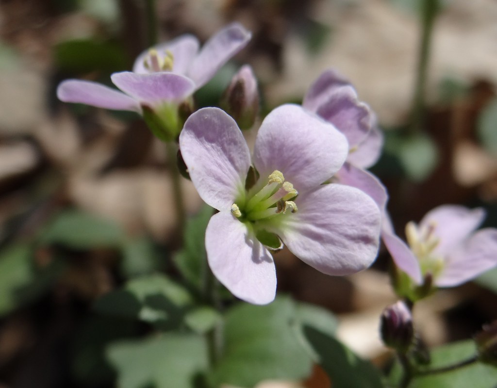 Purple Cress Flowers Cardamine douglassii, Milwaukee count… Flickr