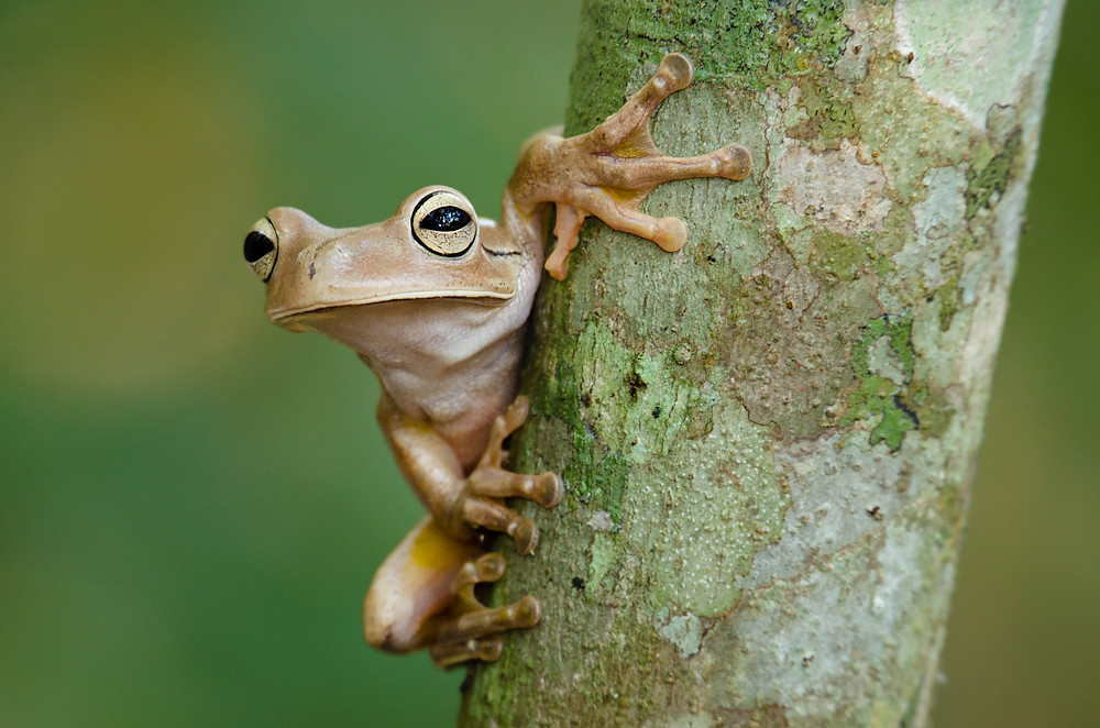 KolbenfingerLaubfrosch Sapomartelo » BrasilienPortal