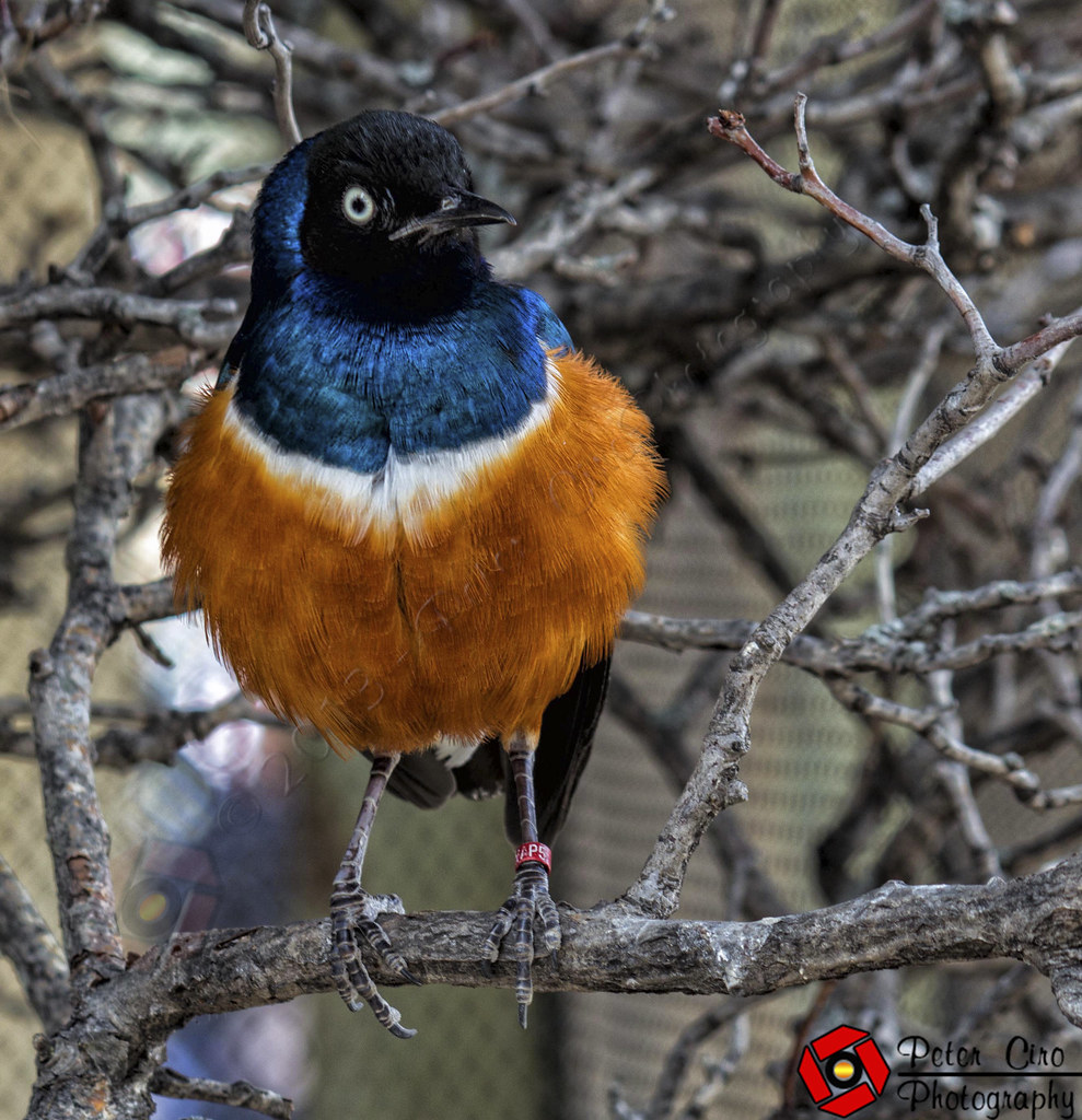 Bird at the Indianapolis Zoo Peter Ciro Flickr