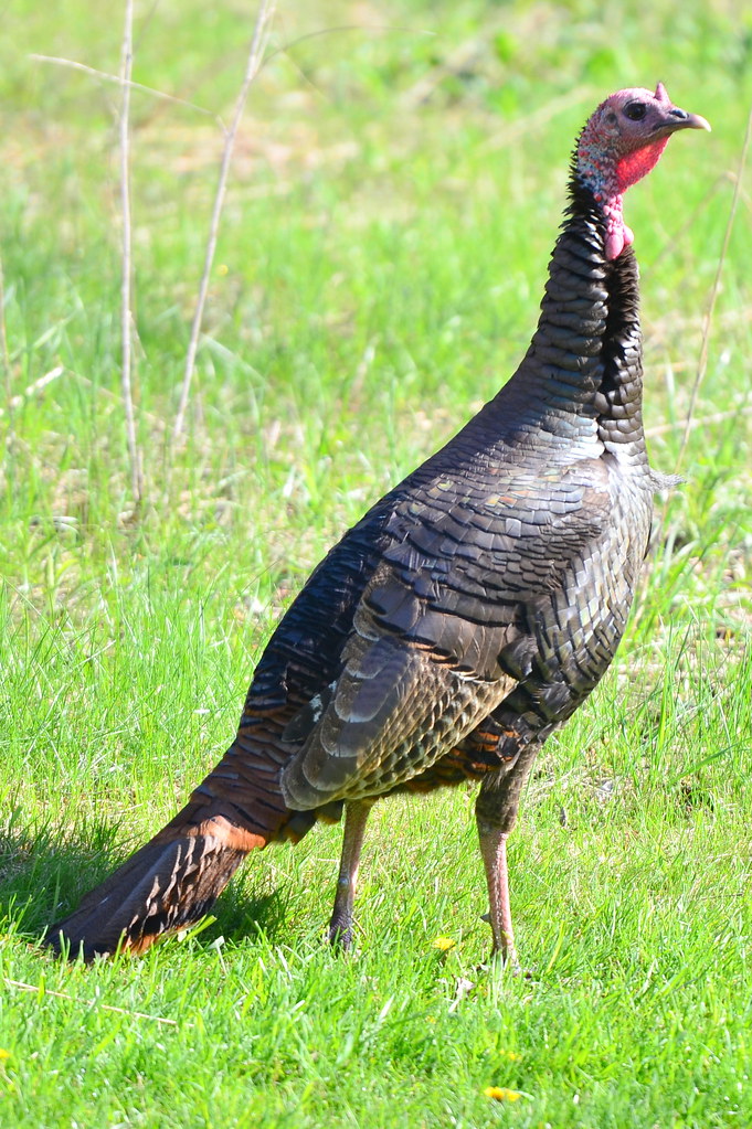 Female Wild Turkey Ben Schelling Flickr