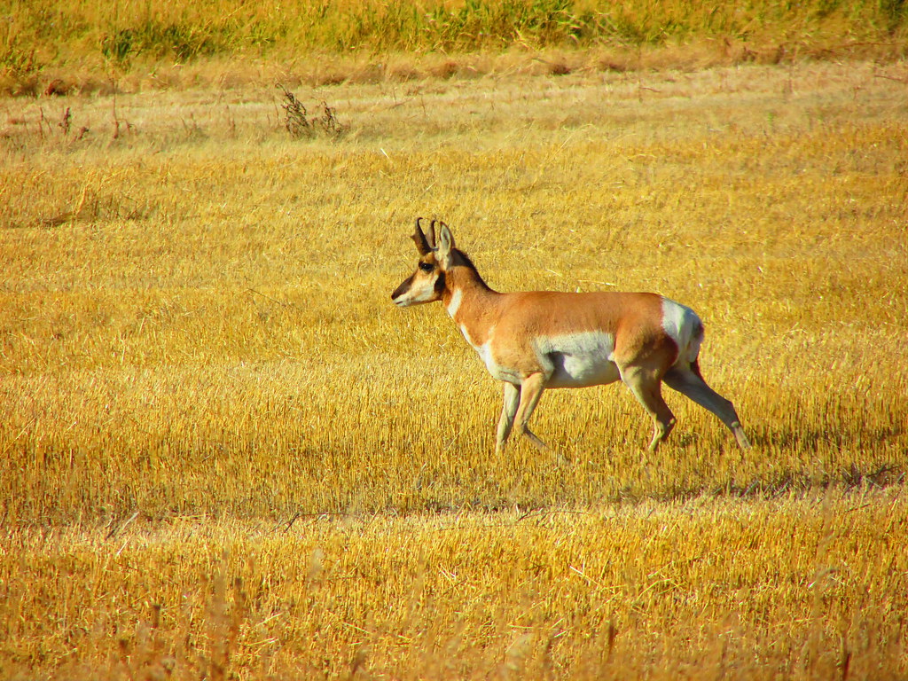 antelope Canada Antelpoe Provost Alberta Gord Campbell Flickr