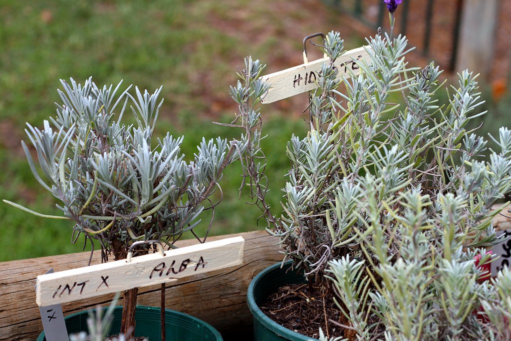 Balingup Lavender Farm Plants for Sale Miss Shari Flickr