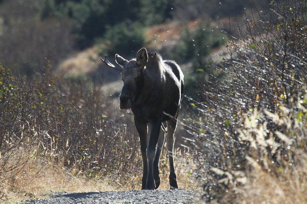 Moose Northern Exposure... two moose on our path, the larg… Flickr