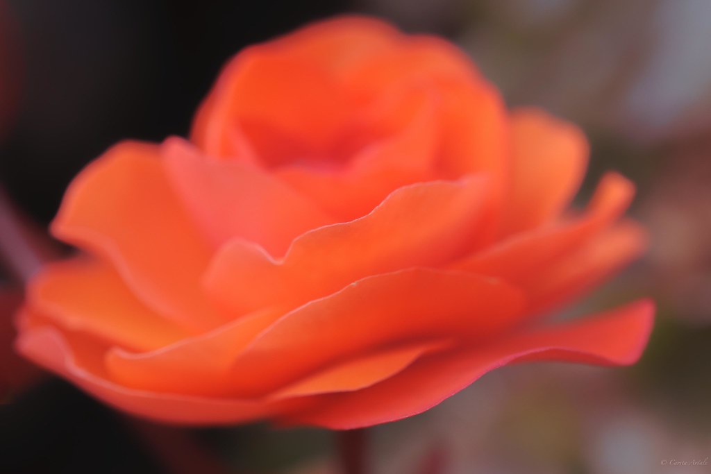 the rose I say love, it is a flower... from the song THE R… Flickr