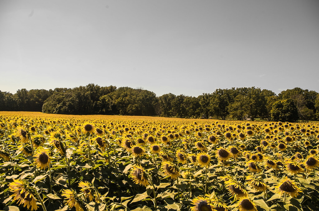 Yellow Springs sunflower patch Because I'm basic and it… Flickr