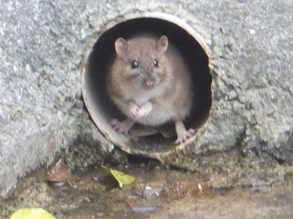 Oh! Rats! What Happens Next? Rat in a Drain Pipe Co. Clare… Flickr