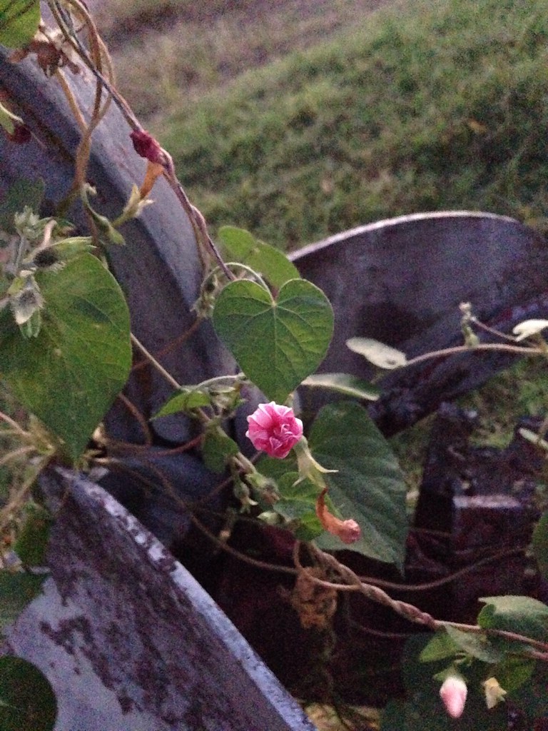 Toxic Plants Morning Glory, Ipomea (LSD) CNS toxic Jaclyn Long Flickr
