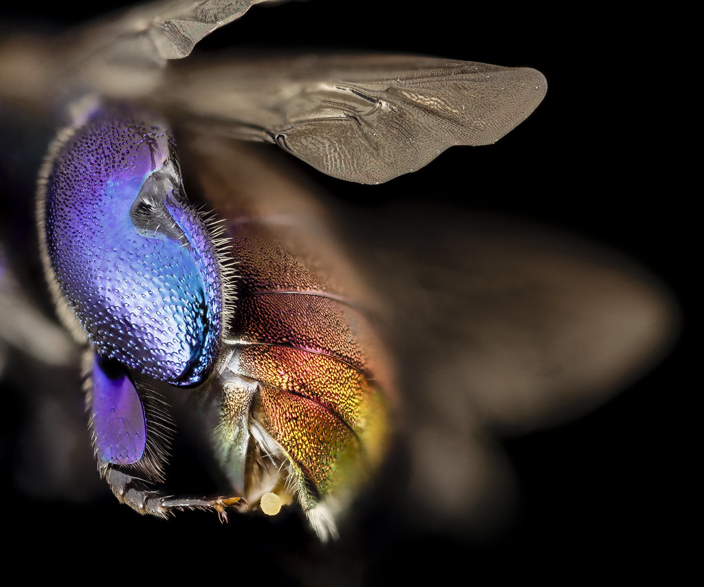 orchid bee purple, m, guiana, 4_2014110412.17.09 ZS PMa… Flickr