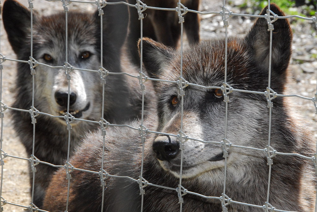 Wolf Sanctuary of PA Brian Flickr