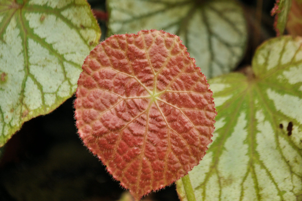 Begonia goegoensis Flickr