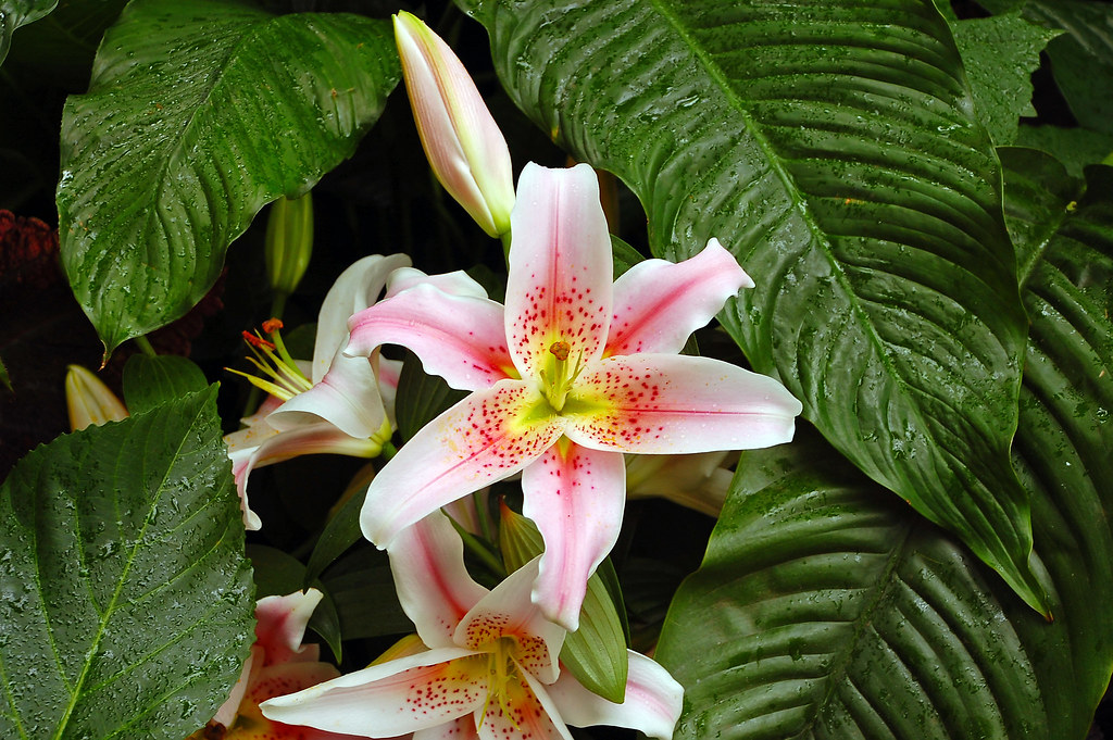 Pink tiger lily flowers Pink tiger lily flowers and leaves… Flickr