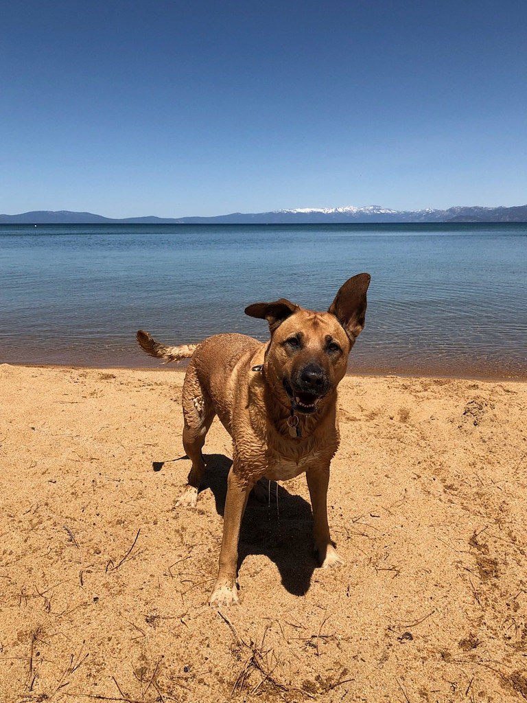 Wet dog Bella's first time at Pyramid Lake. Pyramid Lake i… Flickr