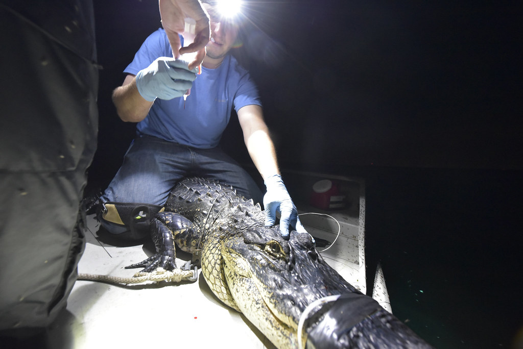 20180405 Lake Griffin gators 086 Biologists from FWC's Fis… Flickr