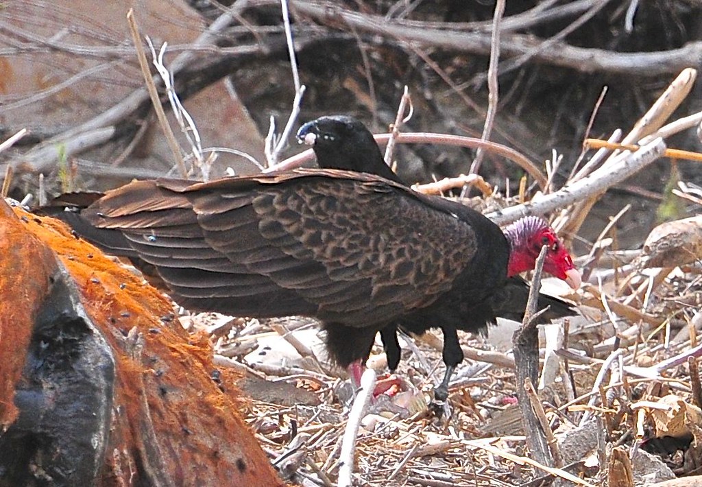 turkey vulture and raven by river Geri Gail Flickr