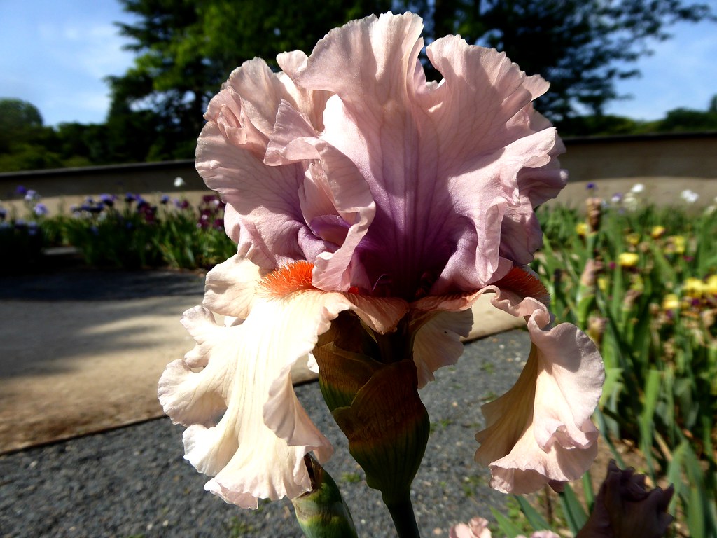 La vallée des iris Parc floral d'OrléanslaSource (Loir… Flickr
