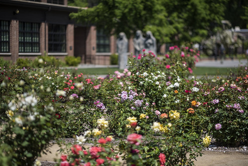 20180426_RoseGarden_JH_002 The roses are in full bloom in … Flickr