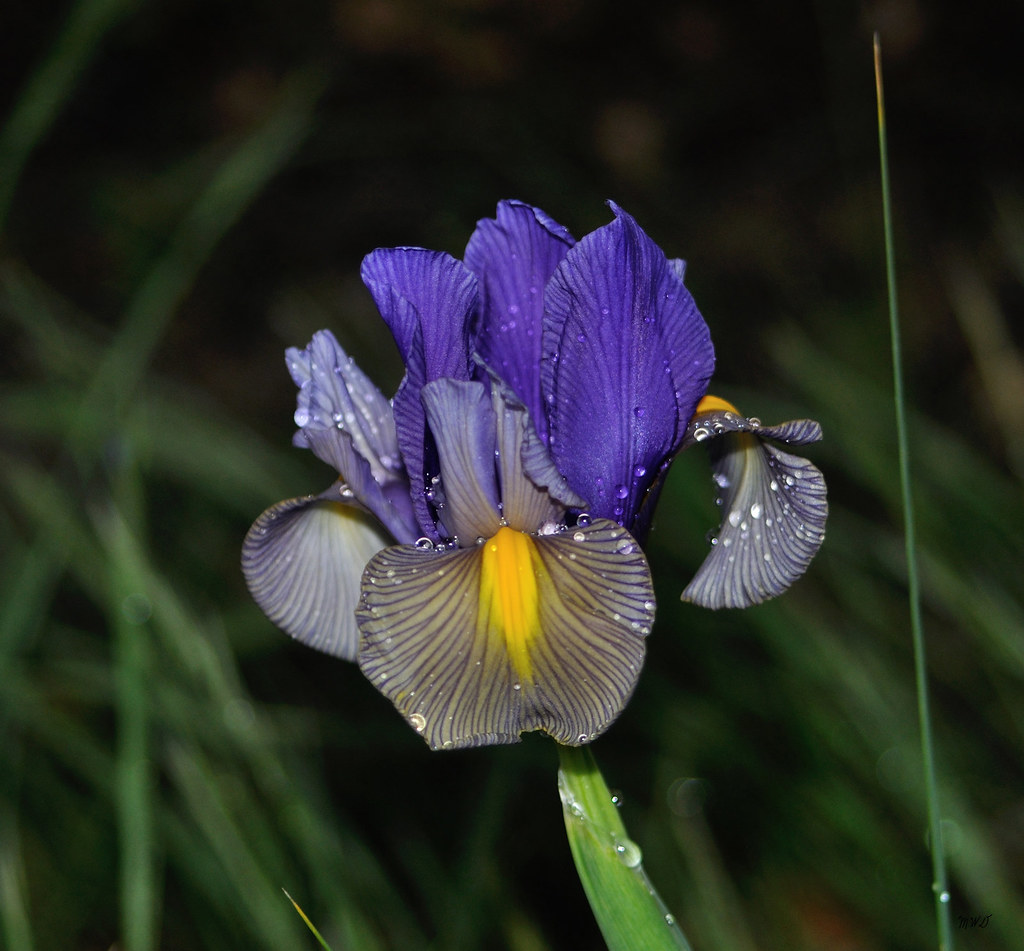 iris San Diego, Ca, Mar, 2013 Michael Duchek Flickr