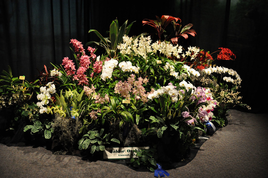 20130412_0449waldor Waldor Orchids display. SEPOS Orchid… Flickr