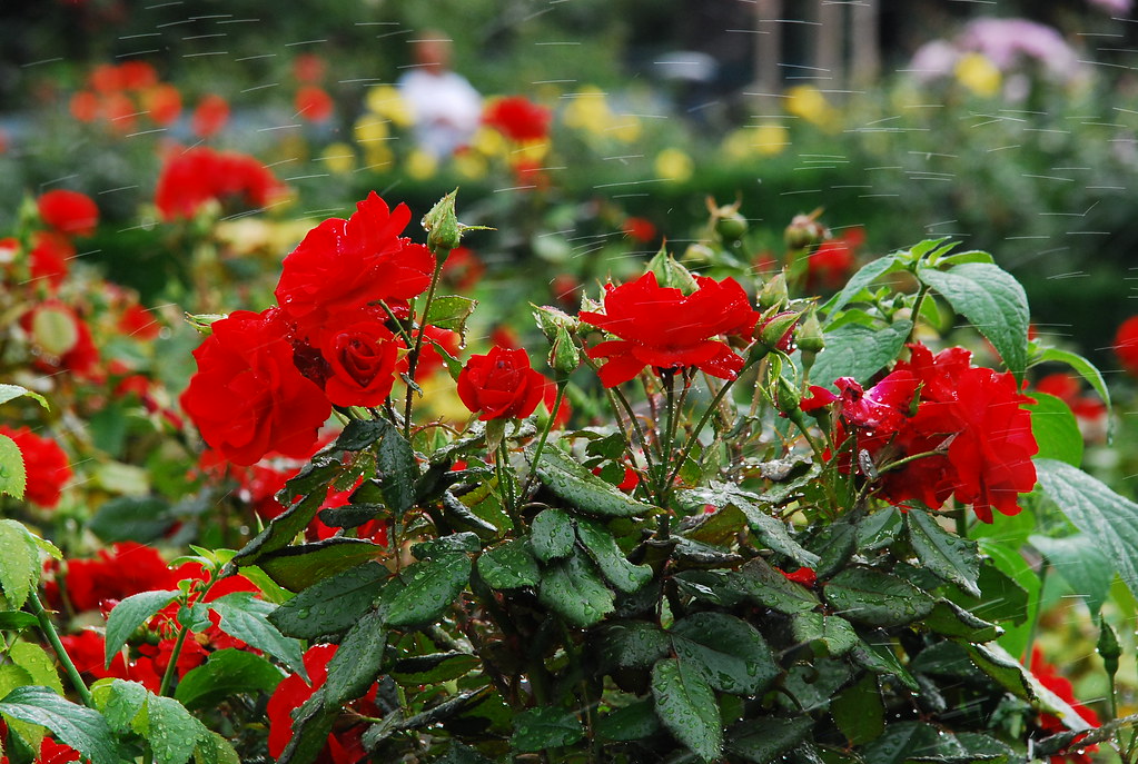 Shower of roses A nice group of roses in a public park in … Flickr
