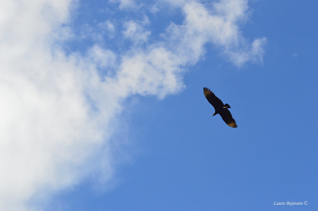 Freedom Llano grande, Antioquia. Laura Bejarano Flickr