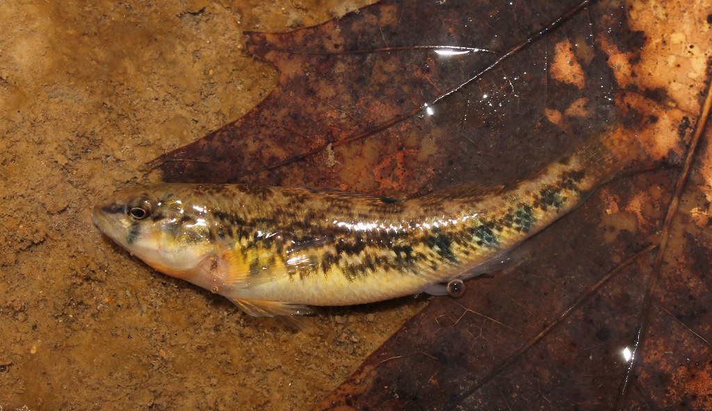 Orangethroat Darter (Etheostoma spectabile) Female from M… Flickr