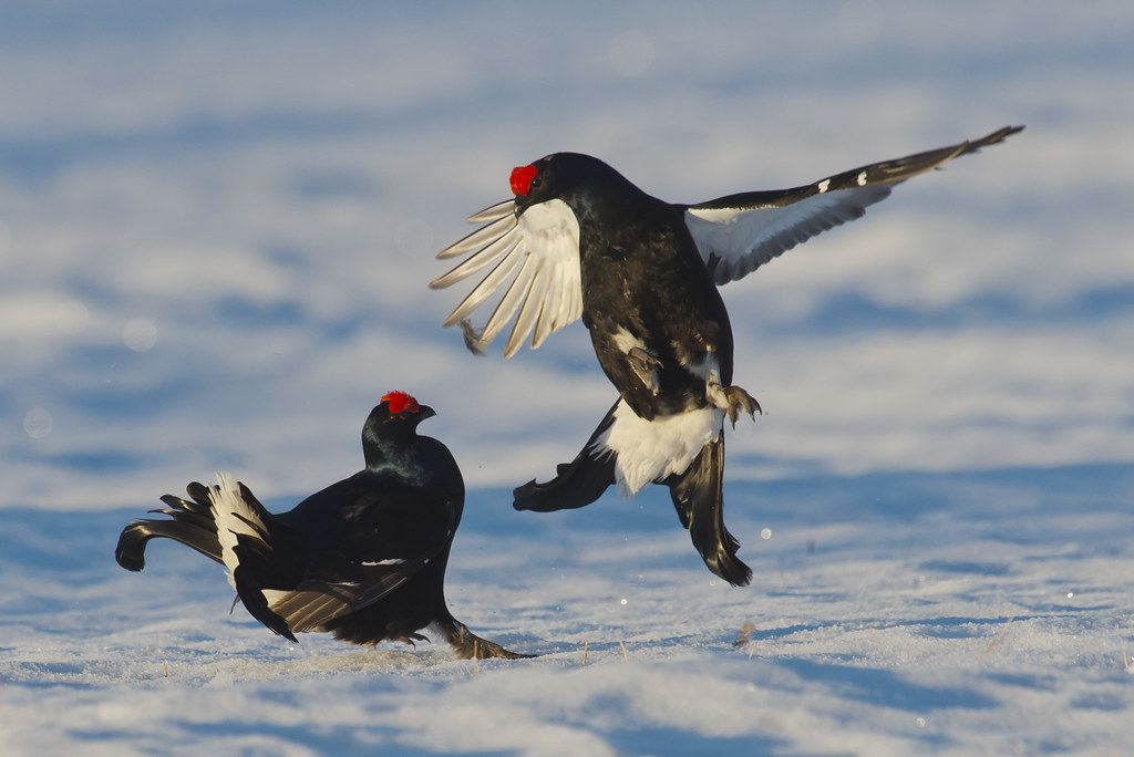 Black Grouse Black Grouse lek taken in Northern Sweden ALLY HANSEN