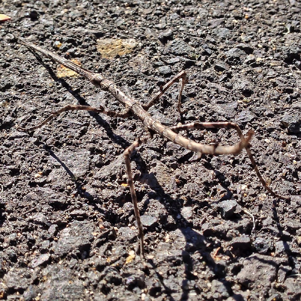 Stick Insect Ctenomorpha chronus 1 20130426 What an … Flickr