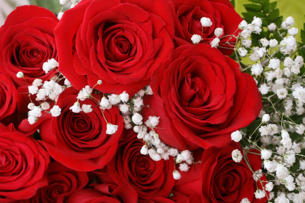 Red Roses and Baby's Breath Red Roses and Baby's Breath Flickr