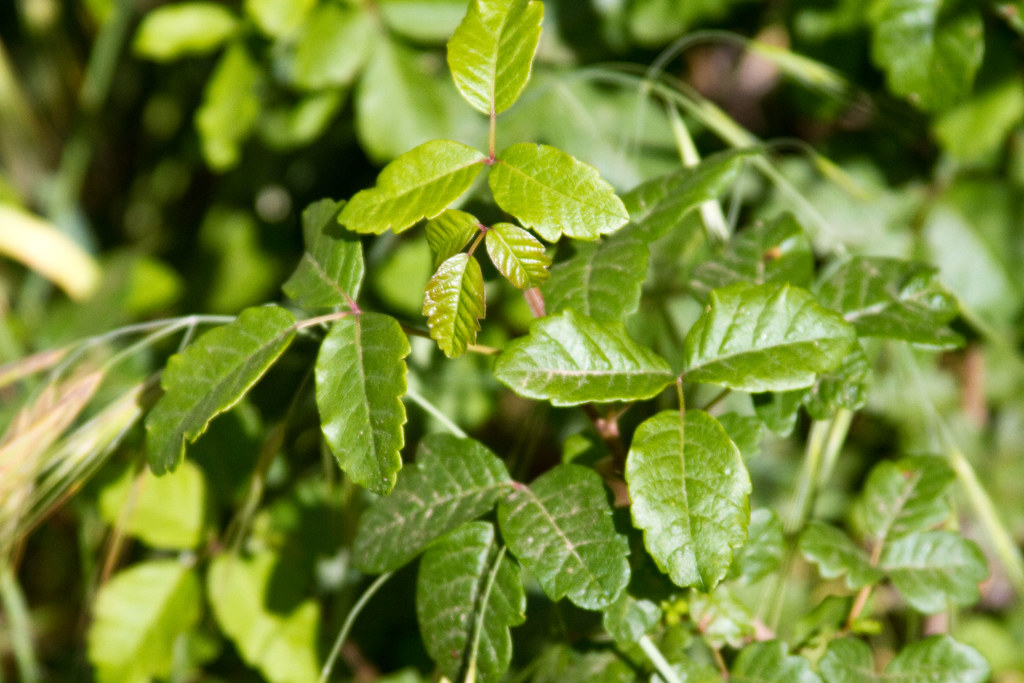 Western Poison Oak San Diego County, California, US BJ Stacey Flickr