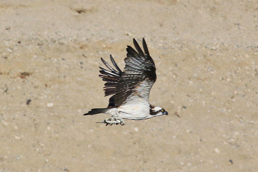 Osprey with fish at Peck Road IMG_7731 cheungdavid_05 Flickr