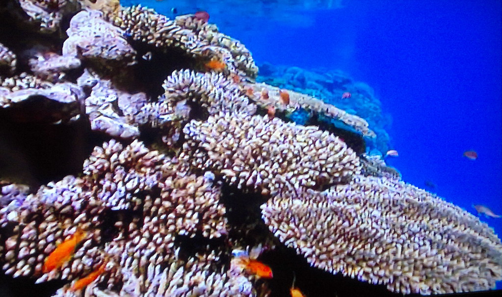 DEEP SEA CORAL (TV) A BEAUTIFUL CORAL SHELF WITH BRIGHT RE… Flickr