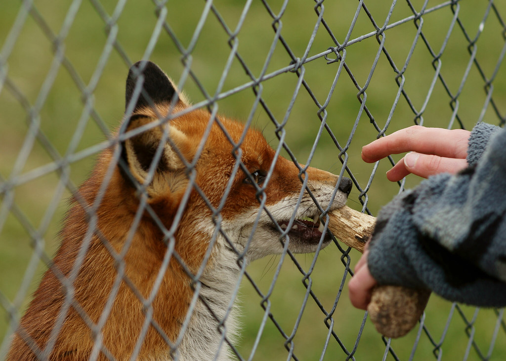 Fox Chew Seen at the British Wildlife Centre, Newchapel, S… Flickr