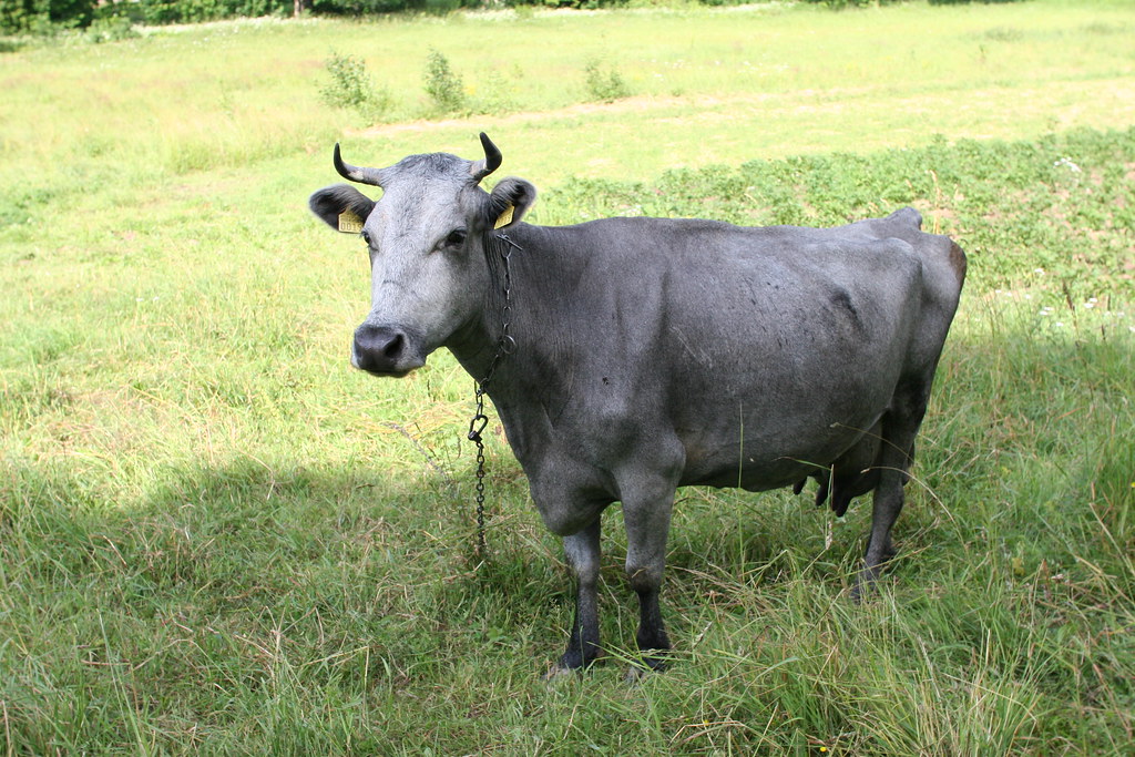 latvian Blue Cow Latvian Blue cow breed, that has been