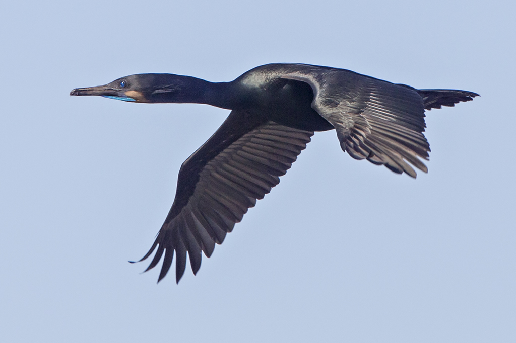 Brandt's Cormorant Moss Landing Harbor I think I will have… Flickr