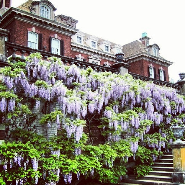 Wisteria at Westbury Garden NY wisteria purple flower … Flickr