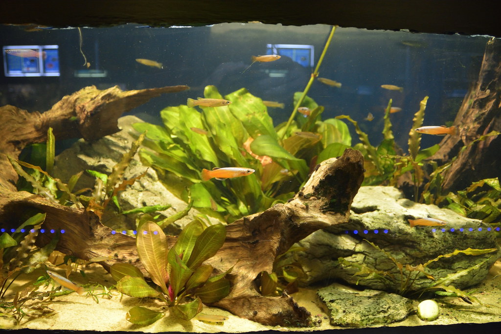 Chester Zoo (529) Aquarium Richard Southwell Flickr