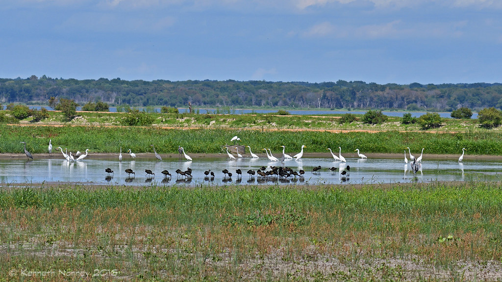 HAGERMAN NWR 14 Whitefaced Ibis (Plegadis chihi) Great Bl… Flickr
