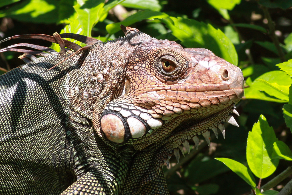 Green Iguana (Iguana Iguana), Costa Rica Lee Hamilton