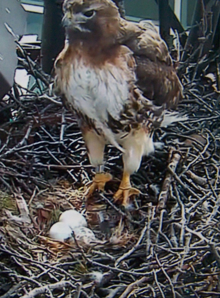 Redtailed hawk with eggs in nest Flickr