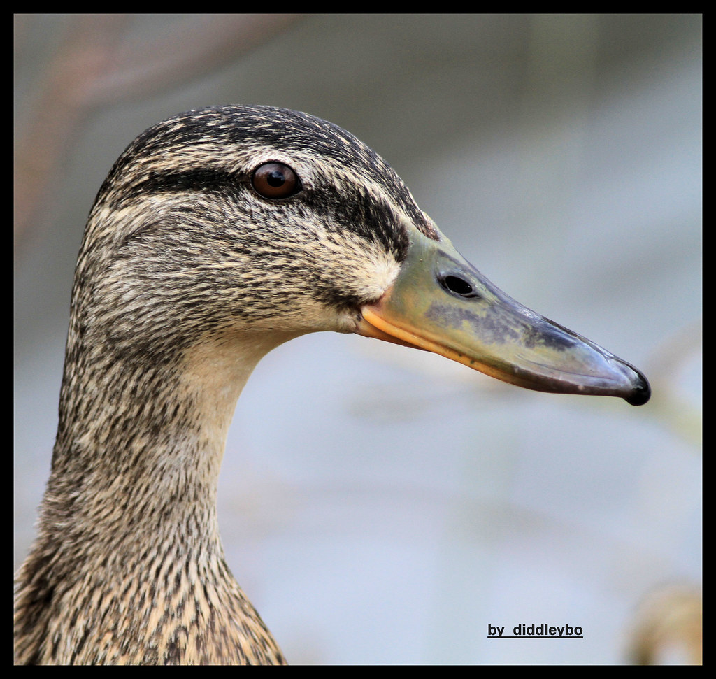 lady duck Paul Huddleston Flickr