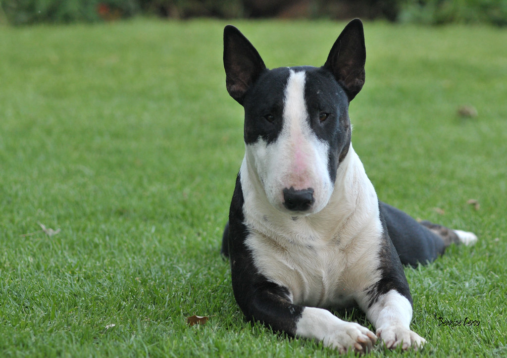 Bull Terrier Black, brindle and white bull terrier