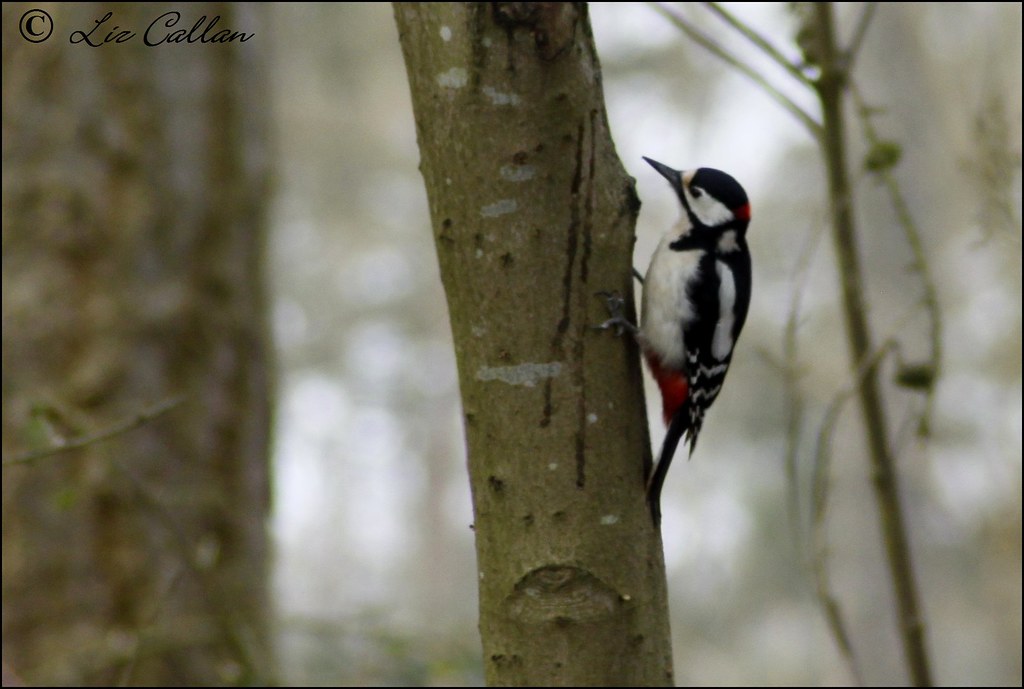 Hilliers bird hide Dunnington Heath Farm Alcester Warwicks… Flickr