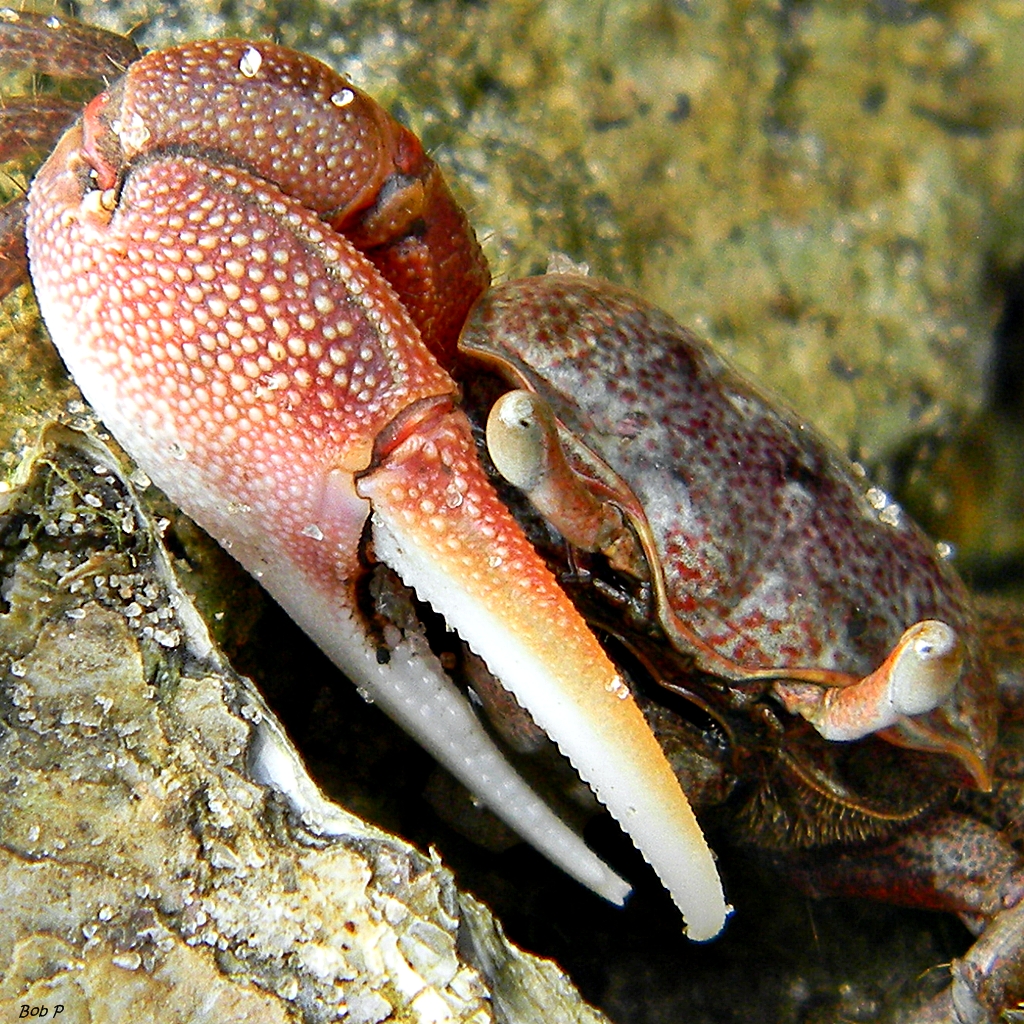 Portrait of a Crabby Crab A fiddler crab (Uca sp.) eyes me… Flickr